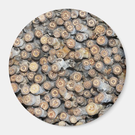 Sterren langs de Rio Grande Cotton Wood Trees Talk Magneet (Voorkant)