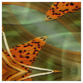 Sterren van een tijger Lily... Stof (Swatch)