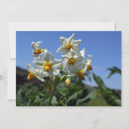 Sterrenbloemen Solanum tuberosum   Kaart