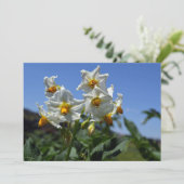Sterrenbloemen Solanum tuberosum Kaart (Staand voorkant)