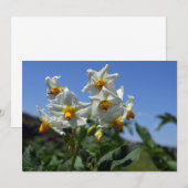 Sterrenbloemen Solanum tuberosum Kaart (Voorkant / Achterkant)