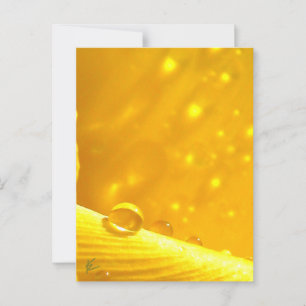 Sterrengids Dauw Druppels op Gele Narcis Briefkaart