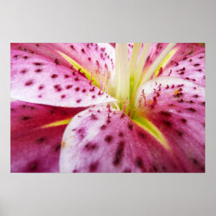 Sterrenkijker lelie helder magenta bloem poster