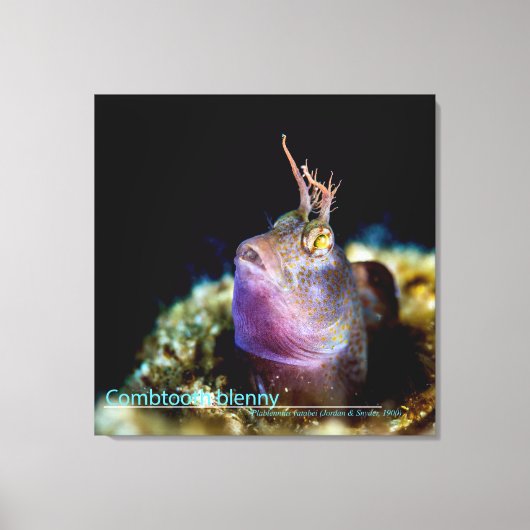 Sterrenkijker vanaf onderwater canvas print (Voorkant)
