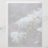 Sterrenmagnolia 5780 (Voorkant / Achterkant)