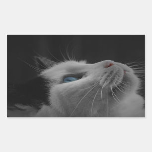 Sterrennacht hemel zwarte en witte kat met blauwe  rechthoekige sticker