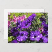 Sterrennacht Petunia briefkaart (Voorkant / Achterkant)