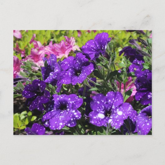 Sterrennacht Petunia briefkaart (Voorkant)