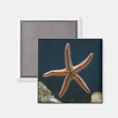 Sterrenvis Love Magnet (Voorkant / Achterkant)