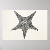  stervis Antiek Star Fish Sjabloon Poster (Voorkant)