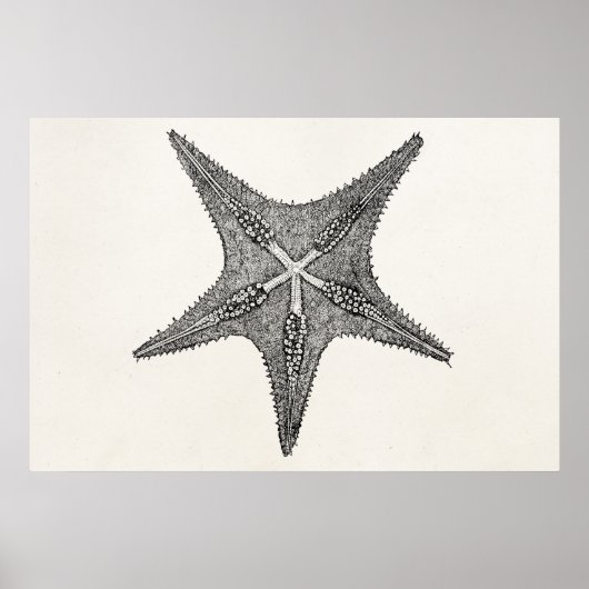  stervis Antiek Star Fish Sjabloon Poster (Voorkant)
