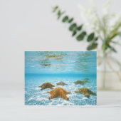 sterviseiland.jpg briefkaart (Staand voorkant)