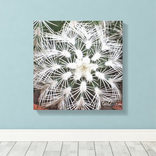 Stervormige cactus van Debra Lee Baldwin Canvas Afdruk (Insitu (Houten vloer))