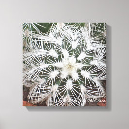 Stervormige cactus van Debra Lee Baldwin Canvas Afdruk