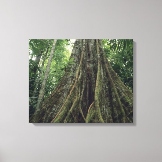 Steunbeerboom in regenwoud, Corcovado Canvas Afdruk (Voorkant)