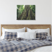 Steunbeerboom in regenwoud, Corcovado Canvas Afdruk (Insitu (Slaapkamer))