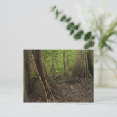 Steunwortels. Regenwoud, Mapari Rupununi, 2 Briefkaart (Staand voorkant)