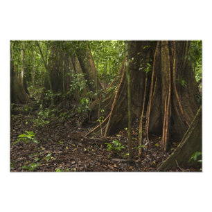 Steunwortels. Regenwoud, Mapari Rupununi, Foto Afdruk