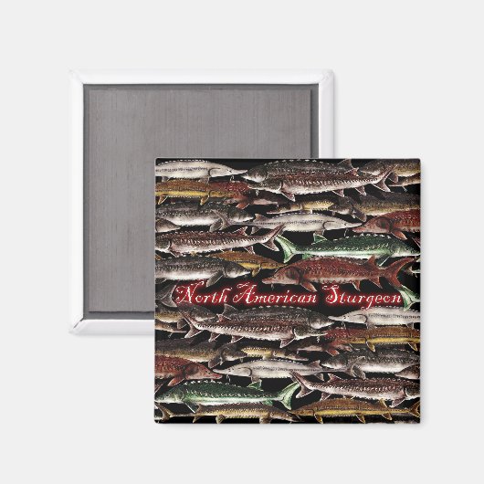 Steurmagneet - Noord-Amerikaanse steur Magneet (Voorkant / Achterkant)