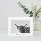 Stevige hooglandkoe in monochroom briefkaart (Staand voorkant)