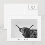 Stevige hooglandkoe in monochroom briefkaart (Voorkant / Achterkant)
