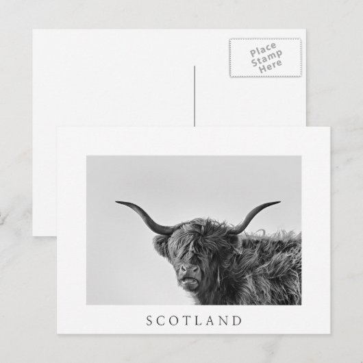 Stevige hooglandkoe in monochroom briefkaart (Voorkant / Achterkant)