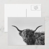 Stevige hooglandkoe in monochroom briefkaart (Voorkant / Achterkant)