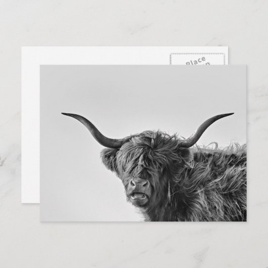 Stevige hooglandkoe in monochroom briefkaart (Voorkant / Achterkant)