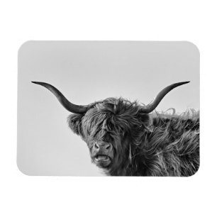 Stevige hooglandkoe in monochroom magneet