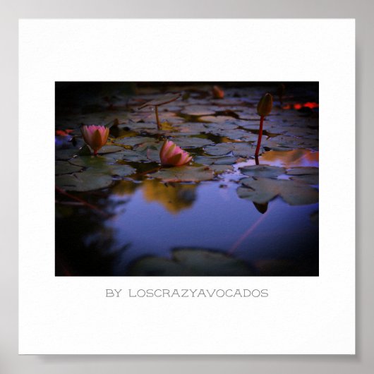 Stevige roze waterlelasbloemen Poster (Voorkant)