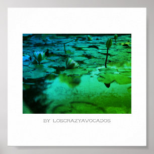 Stevige roze waterlelasbloemen Poster