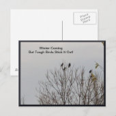 Stevige vogels trekken het Briefkaart uit (Voorkant / Achterkant)