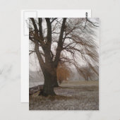 Stewart Park, meer van Cayuga Briefkaart (Voorkant / Achterkant)