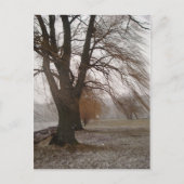 Stewart Park, meer van Cayuga Briefkaart (Voorkant)