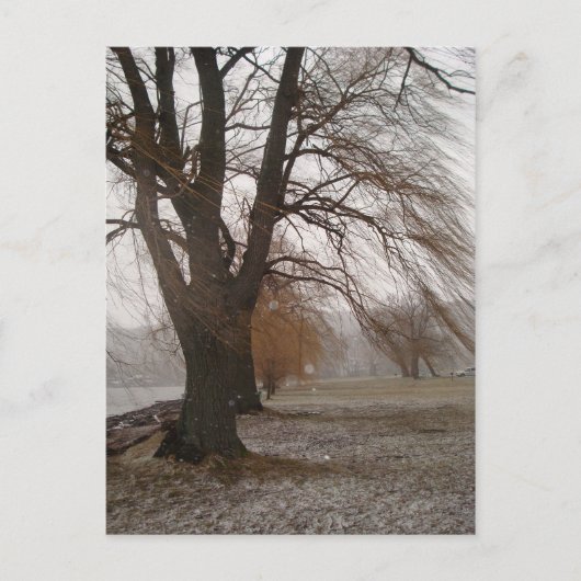 Stewart Park, meer van Cayuga Briefkaart (Voorkant)