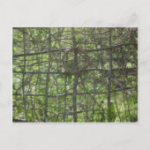 Stick Fence Briefkaart (Voorkant)