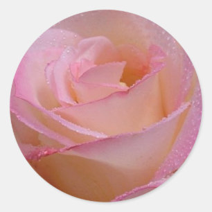 Sticker Beauful Pink Rose