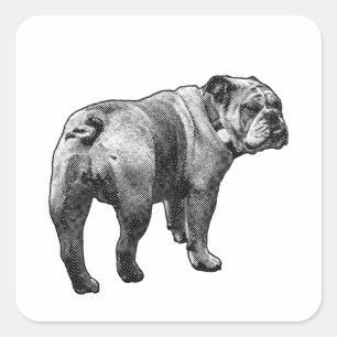 Sticker Bulldog, Vriendelijke blik