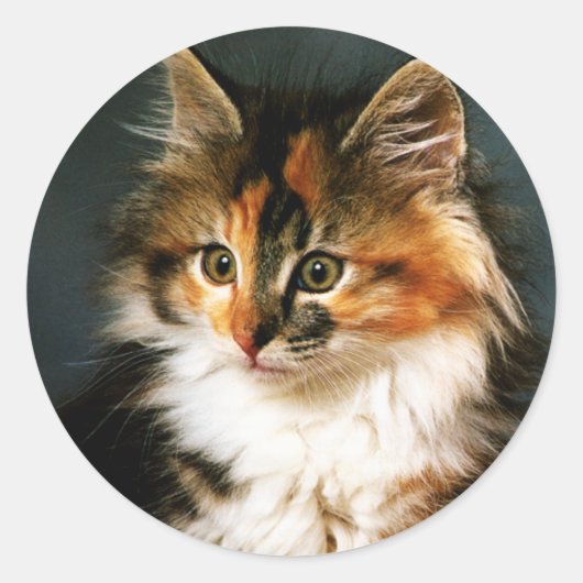 Sticker-Calico Kitten Ronde Sticker (Voorkant)