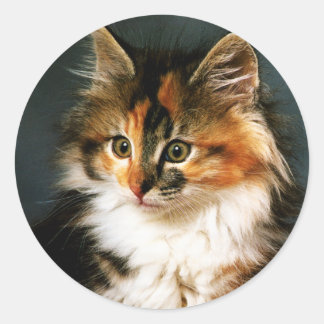 Sticker-Calico Kitten Ronde Sticker