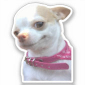Sticker  Chihuahua Dog Meme (Voorkant)