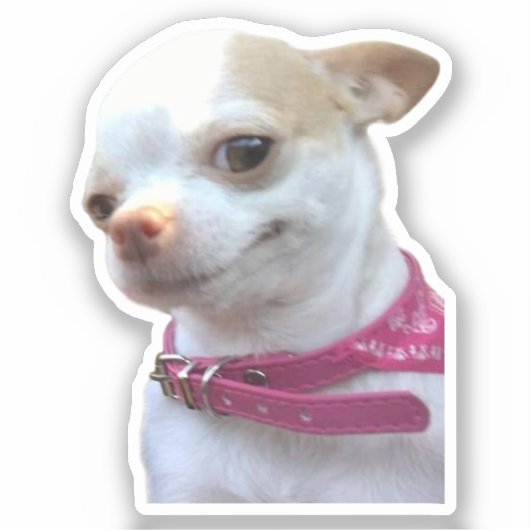 Sticker  Chihuahua Dog Meme (Voorkant)