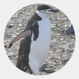 Sticker: Chinstrap Penguin Ronde Sticker