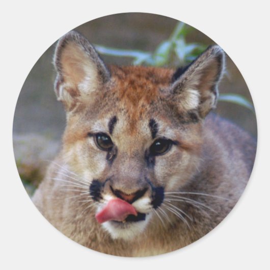 Sticker-cougar-cub10x10 Ronde Sticker (Voorkant)