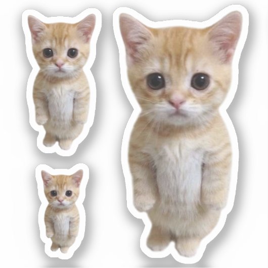 Sticker El Gato Cat Meme 3 Pack (Voorkant)