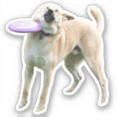 Sticker Frisbee Dog Meme (Voorkant)