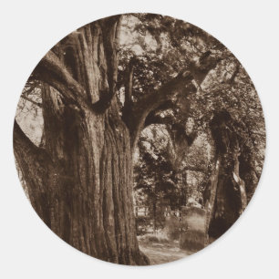 Sticker Genealogie Churchyard Oude taxusboom Stone