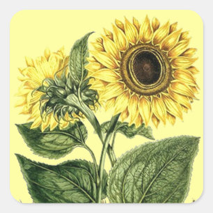 Sticker Heirloom Sunflower Botanical Floral Flower