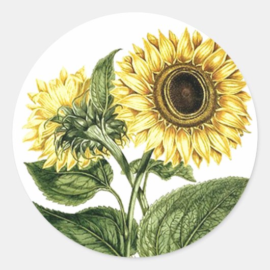 Sticker Heirloom Zonnebloem Botanische Bloembloem (Voorkant)