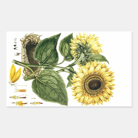 Sticker Heirloom Zonnebloem Botanische Bloembloem (Voorkant)